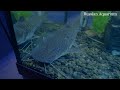 Видео Харьковский океанариум Немо - Wels Crafish Pseudoplatystoma fasciatum Платистома тигровая