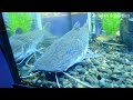 Харьковский океанариум Немо - Wels Crafish Pseudoplatystoma fasciatum Платистома тигровая