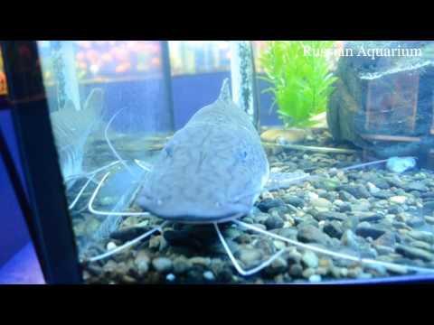 Харьковский океанариум Немо - Wels Crafish Pseudoplatystoma fasciatum Платистома тигровая