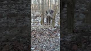 German Hunting Terriers 5 And 3 Months Old Wild Boar