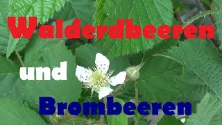 Die Waldkiste Teil 1 Von 2 - Walderdbeeren Und Brombeeren