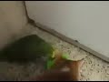 کانال دختر ایرانی + funny animals Dokhtare Irani Channel