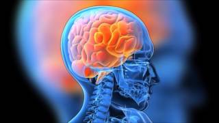 digital story: the human brain digital story: the human brain