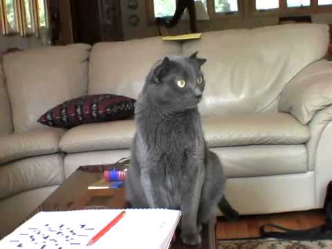 New never before seen video of Yoda the worldfamous foureared cat 