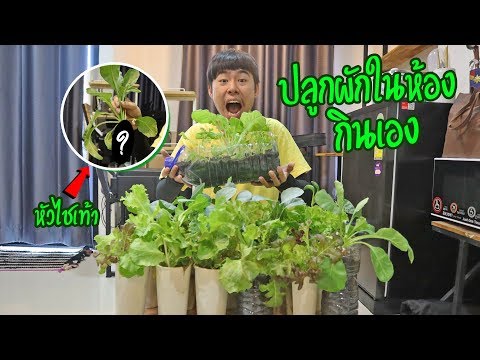 ปลูกผักสวนครัวในห้องกินเอง🌱