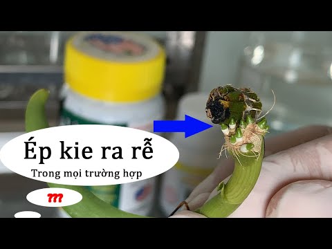 Ép lan phải ra rễ, dù cây lan có trong tình trạng nào đi nữa?