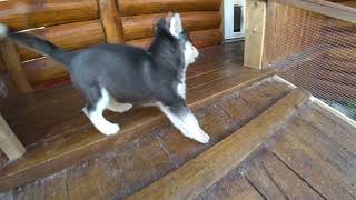 Mr. Little 2019-09-07
