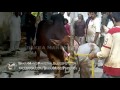 Eid ul azha qurbani