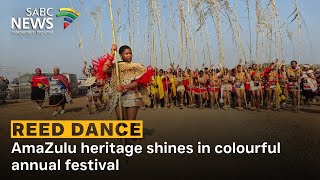 Reed Dance Amazulu Heritage Shines In Colourful Annual Festival