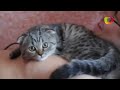 Gato mais carinhoso do mundo faz sucesso na internet klip izle