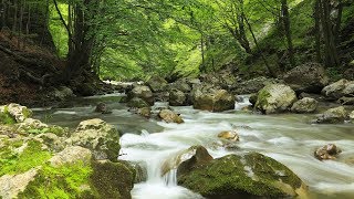Relaxing Music, Meditation, Healing Music, Relaxation, Zen, Yoga, Spa, Study, Sleeping Music, ☯1933