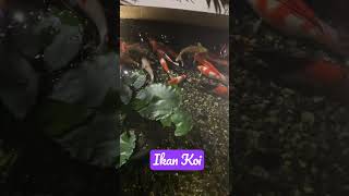 Ikan Koi Cantik