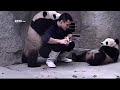 Cute Alert！Clingy pandas don’t want to take their medicine