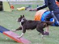 collie