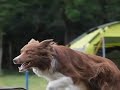 International Border Collie Championship 2012 Slow Motion Movie By Www ...