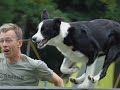 collie