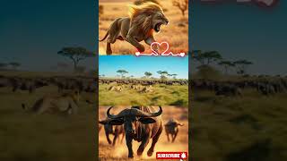 Lion Vs Buffalo Battle For Survival Savage Savanna
