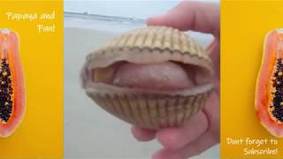 try not to LAUGH! FUNNY KIDS AND ANIMALS Fails 2018