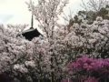 [ musicareiki.com ] mente cuerpo y alma - musica reiki sanadora
