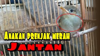 Ciri ciri prenjak merah anakan jantan