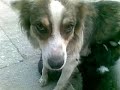 A mother is breastfeeding her 5 baby dogs
