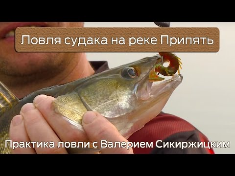 ловля судака весной на припяти ловля судака весной на припяти
