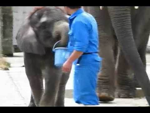 媛ちゃん2歳、アフリカゾウPart2／Hime 2 :2 years old african elephant