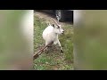 This is why GOATS&SHEEP are the FUNNIEST ANIMALS