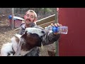 This is why GOATS&SHEEP are the FUNNIEST ANIMALS