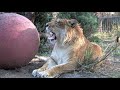 Lion + White Tiger = Cameron & Zabu!