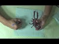 2 - Making Your Own Origami Design (origami Scorpion)