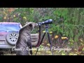 Grizzly Bear Photographer Video