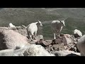 Evans CO video: Spellbinding! 14260 feet Mt Evans Colorado Drive THE WHOLE TRIP Higher than Pikes Peak