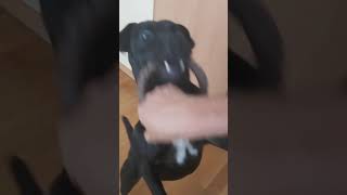 My Little Gargoyle Patterdale Estacado Fell Terriers Baby Dragon