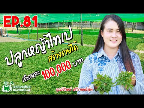 ปลูกหญ้าไทเป สร้างรายได้ 100,000 บาท/เดือน l Ep81 เกษตรกรไทย สร้างรายได้