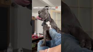 Amstaff Dreht Durch