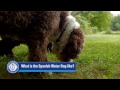 Meet the Spanish Water Dog