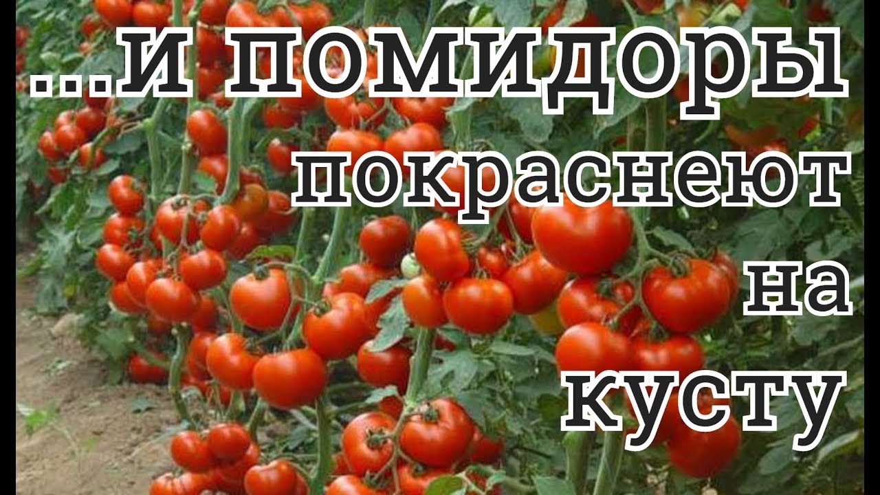 Как сделать чтобы помидоры краснели на кусту Как сделать чтобы помидоры краснели на кусту