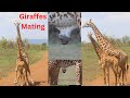 Giraffes Mating | Courtship behavior | Giraffe mating process |  Akagera National Park, Africa