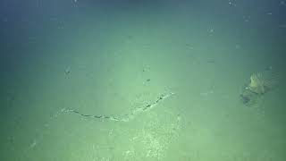 Rov Hercules Dive Na117-H1796-20191016T1114Utc-135