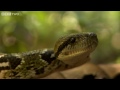 The Mystery of the Madagascan Boa - Attenborough and The Giant Egg, Preview - BBC Two