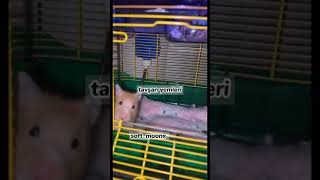 Hamsterlar için zararlı yiyecekler
