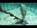Sau xiếc thú tàn nhẫn, đến "cá cảnh" đại dương chịu tội