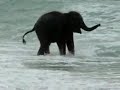 When a baby elephant sees the sea for the first time!