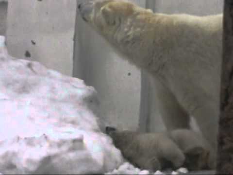 円山動物園ホッキョクグマ　ララと赤ちゃん　2011．4．1