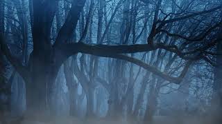 Night Forest Sound