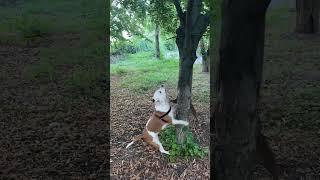 How To Make A Lazy Amstaff Go In For Sports - Put Favorite Stick Higher