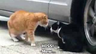 Gadajace Koty ( Crazy Talking Cat Hassle )
