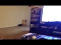 Cat watching hockey