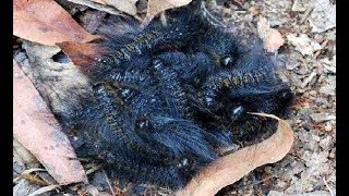 Bất ngờ trước nguồn thực phẩm chính của người dân nam phi là sâu lông